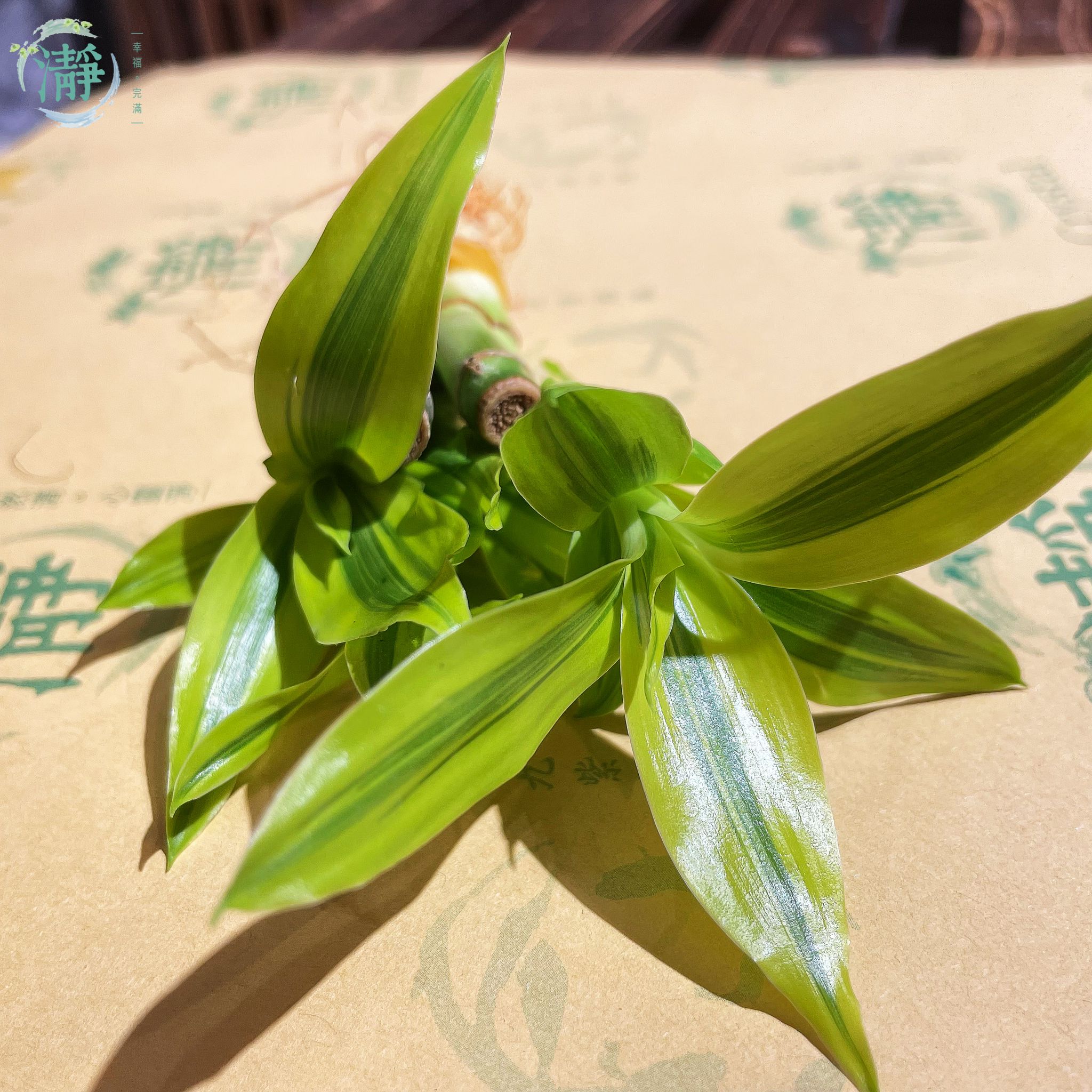 金邊富貴竹 - 7/15cm - 四支裝_4