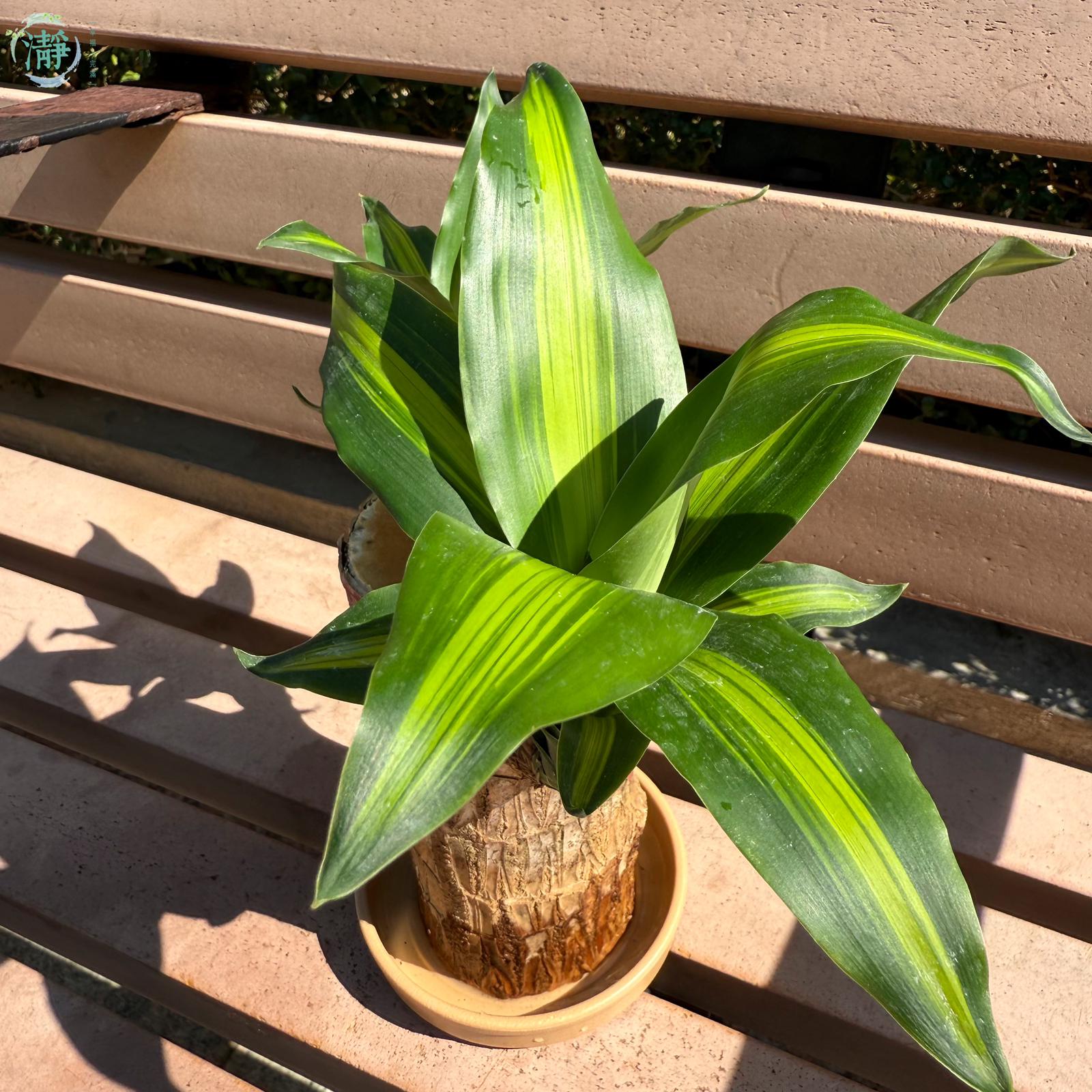 水種植物專門店 水種植物 樹幹類 巴西鐵木樁