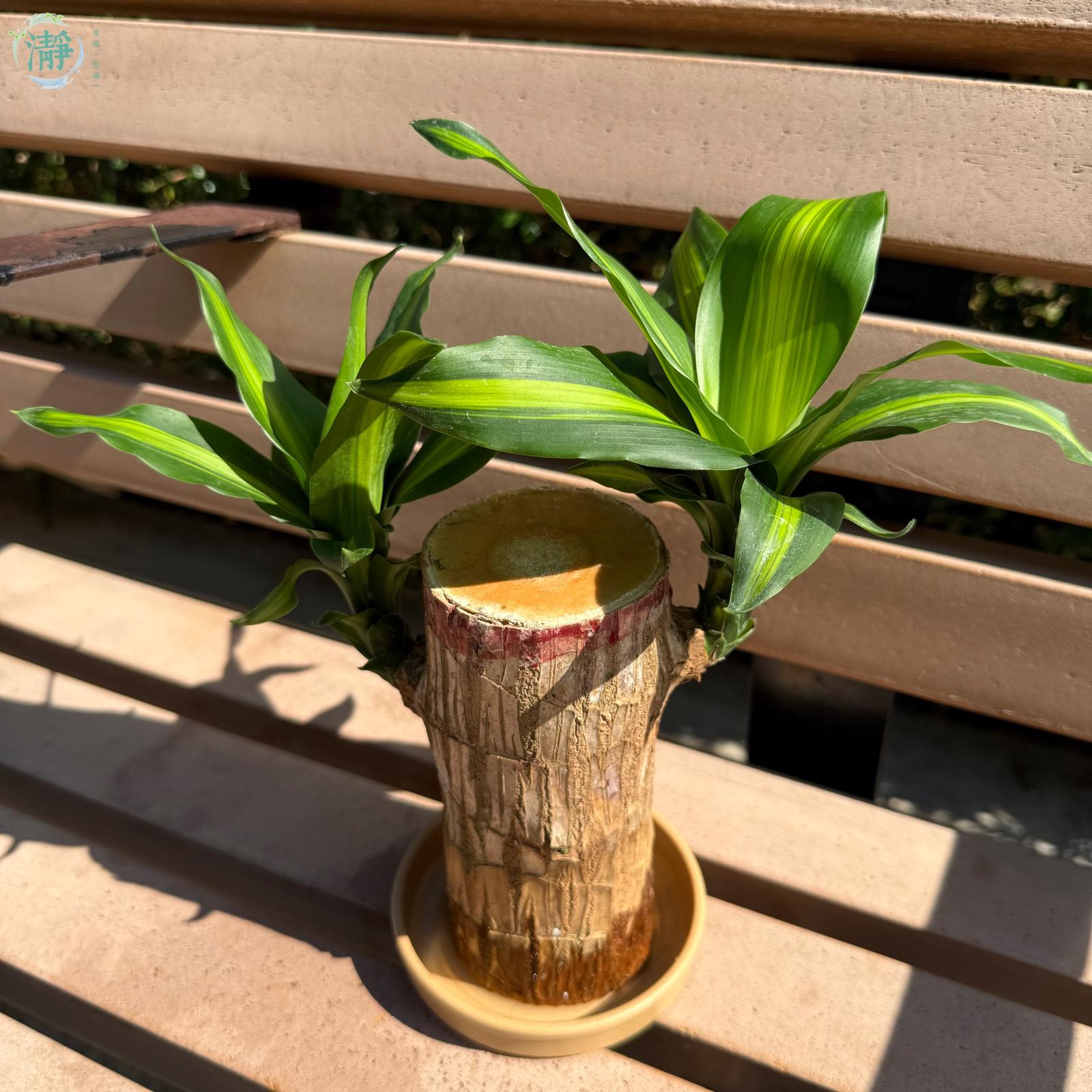 水種植物專門店 水種植物 樹幹類 巴西鐵木樁
