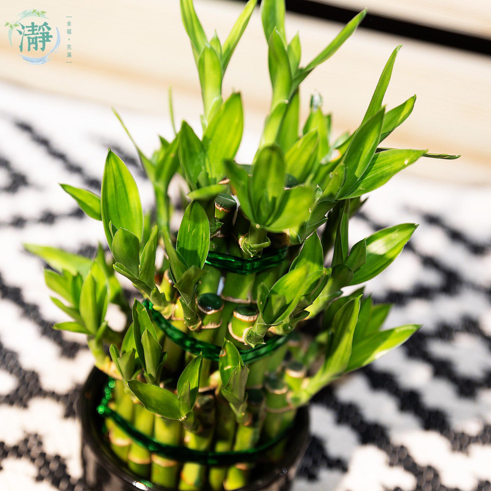 Tower of Lucky Bamboo - 3 Tower_2