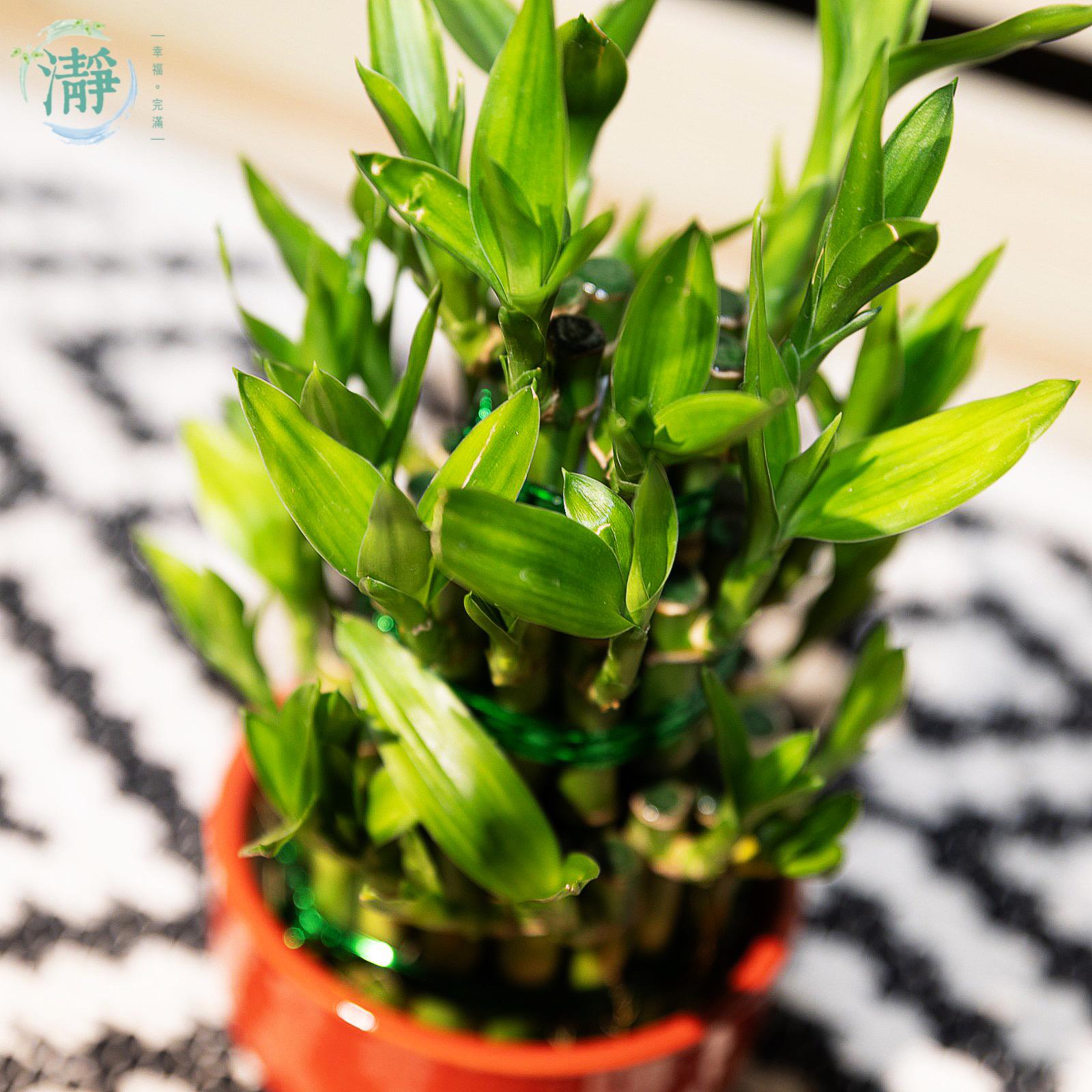 Tower of Lucky Bamboo - 3 Tower_6