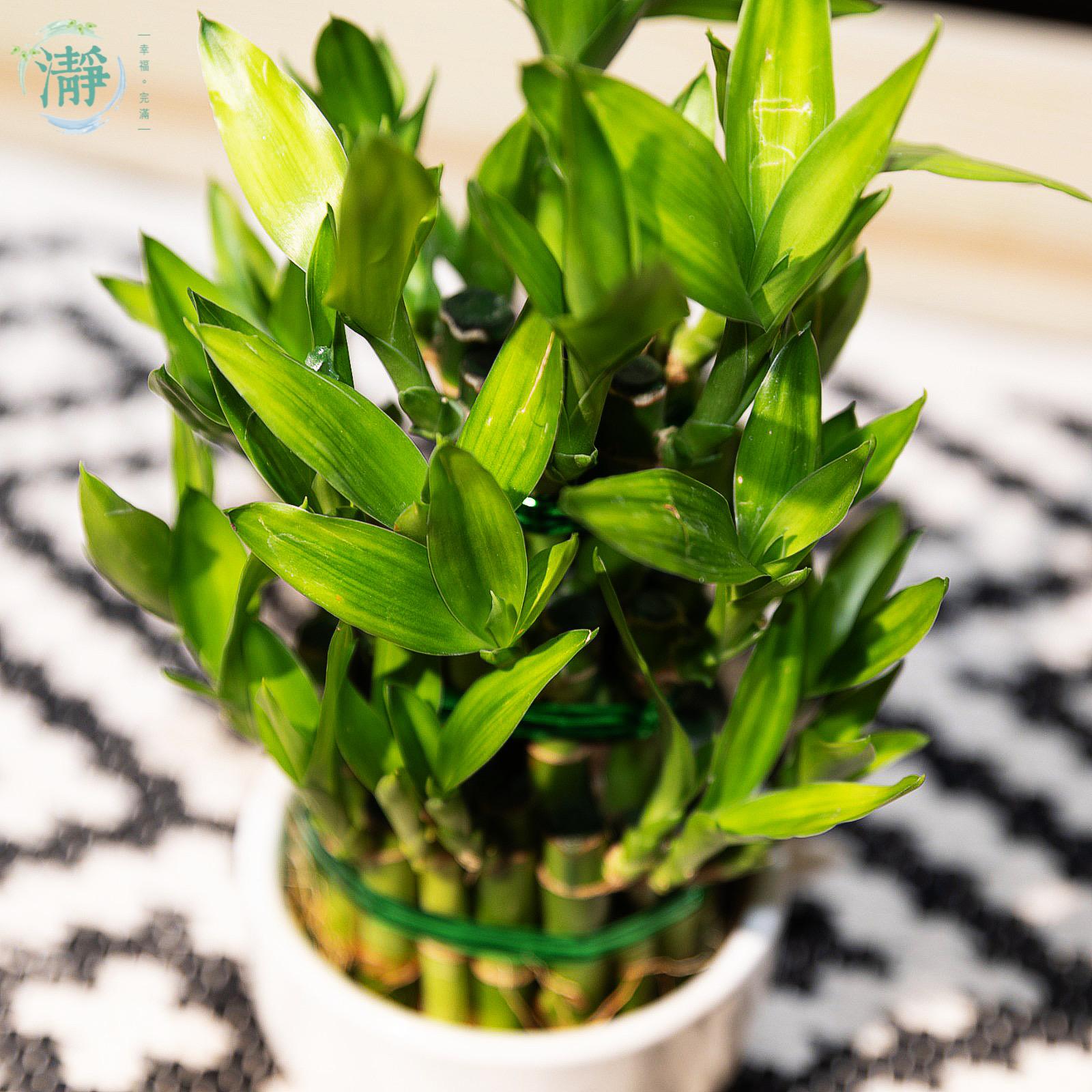 Tower of Lucky Bamboo - 3 Tower_8