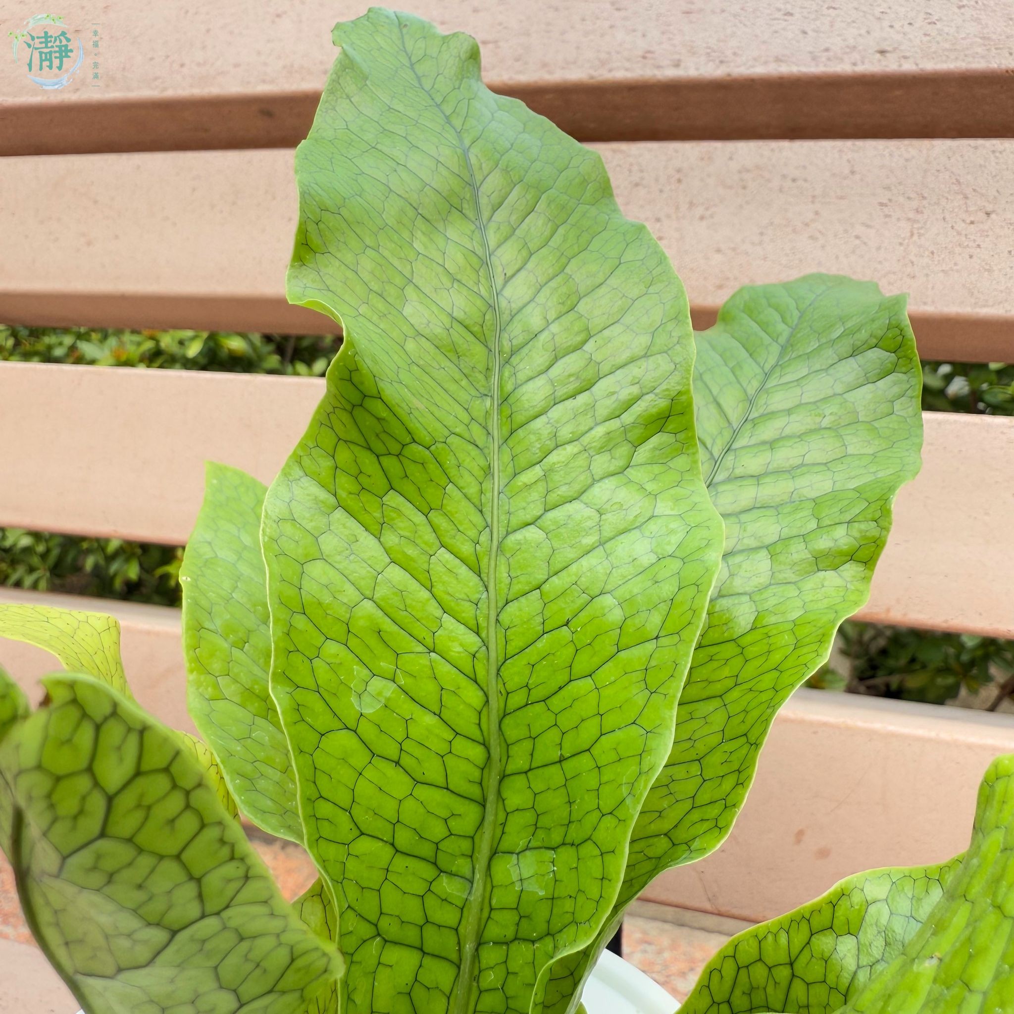 水種植物專門店 水種植物 觀葉類 蕨類 鱷魚皮星蕨 蛇皮蕨