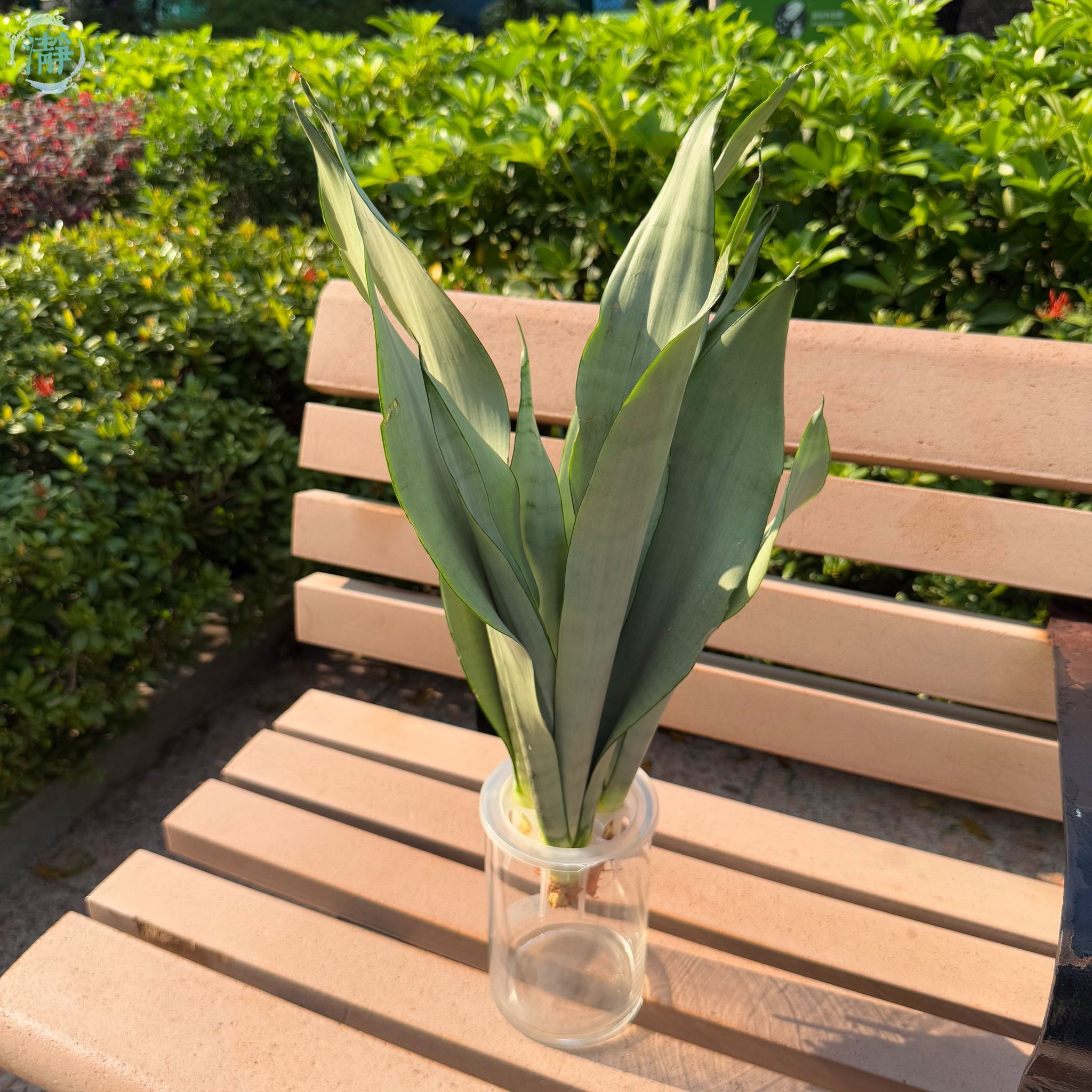 Sansevieria 'Silver Queen'_1