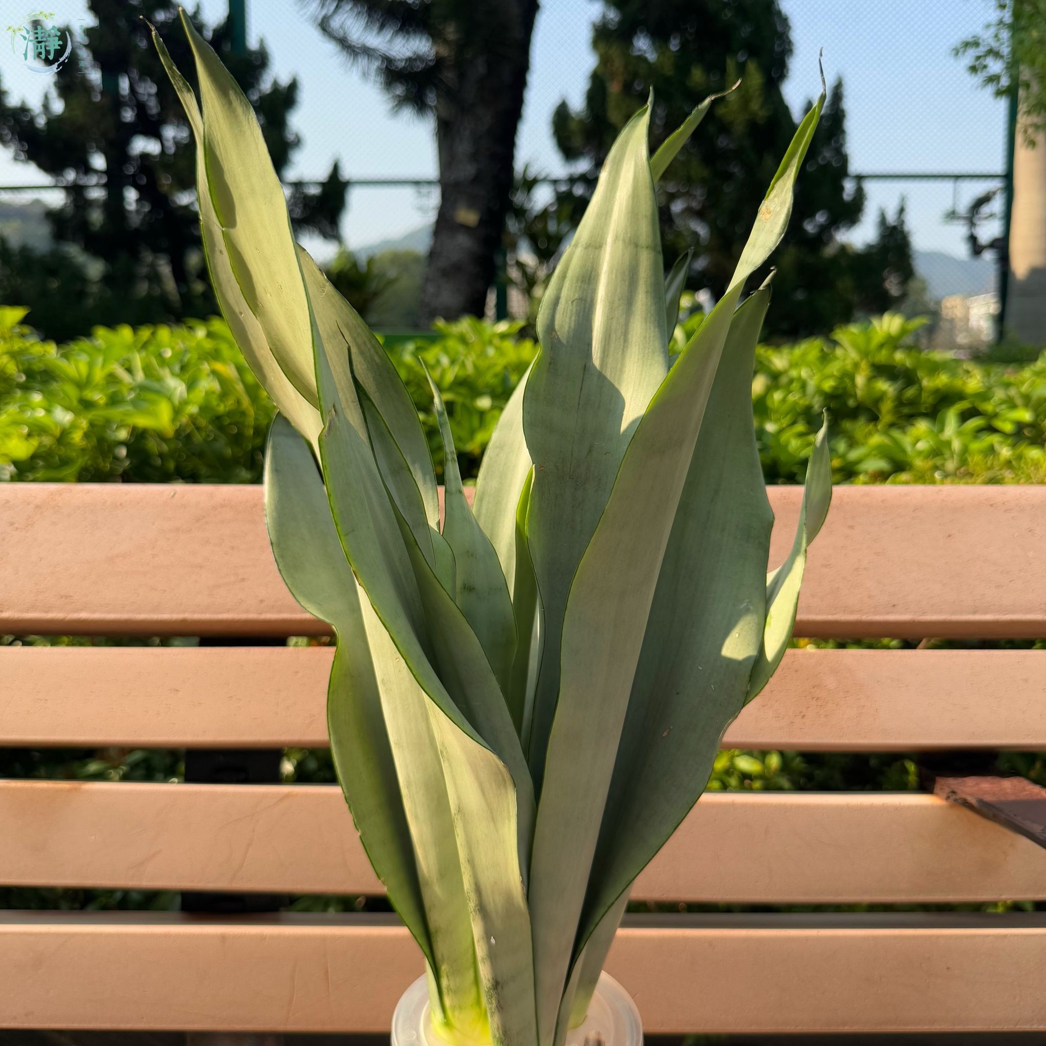 Sansevieria 'Silver Queen'_2