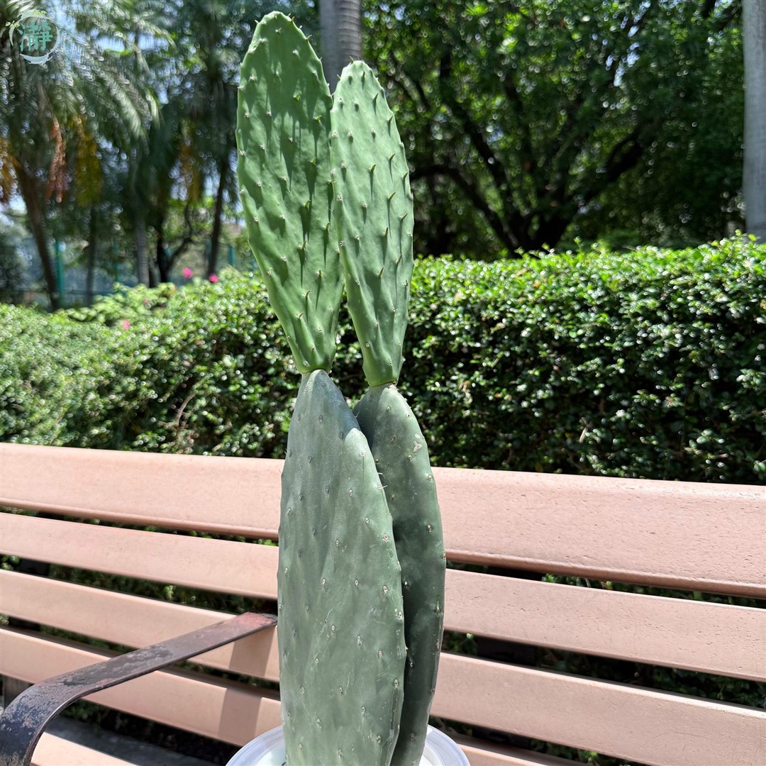水種植物專門店 水種植物 多肉植物 仙人掌 寶塔仙人掌