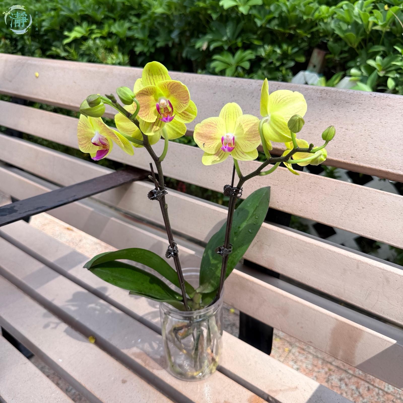 オオイヌノフグリ＊ナズナ＊キュウリグサ＊シジミチョウ♡植物画