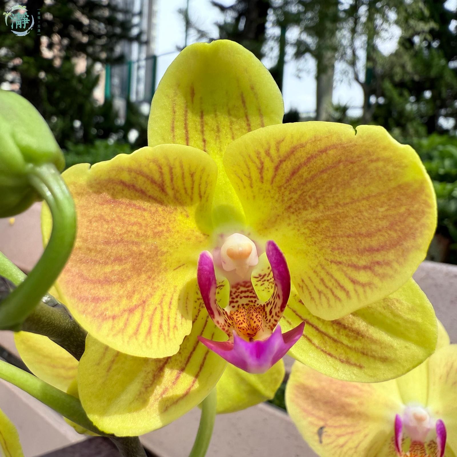 水種植物專門店 水種植物 開花類 蝴蝶蘭 雙梗好吉利蝴蝶蘭