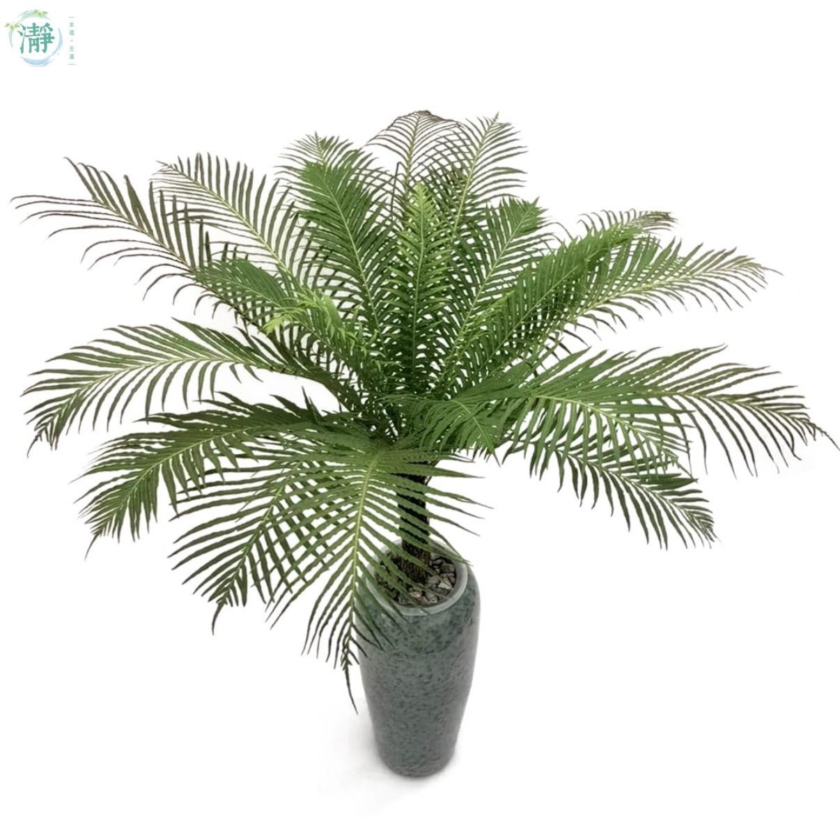 水種植物專門店水種植物觀葉類蕨類富貴蕨大型座地植物