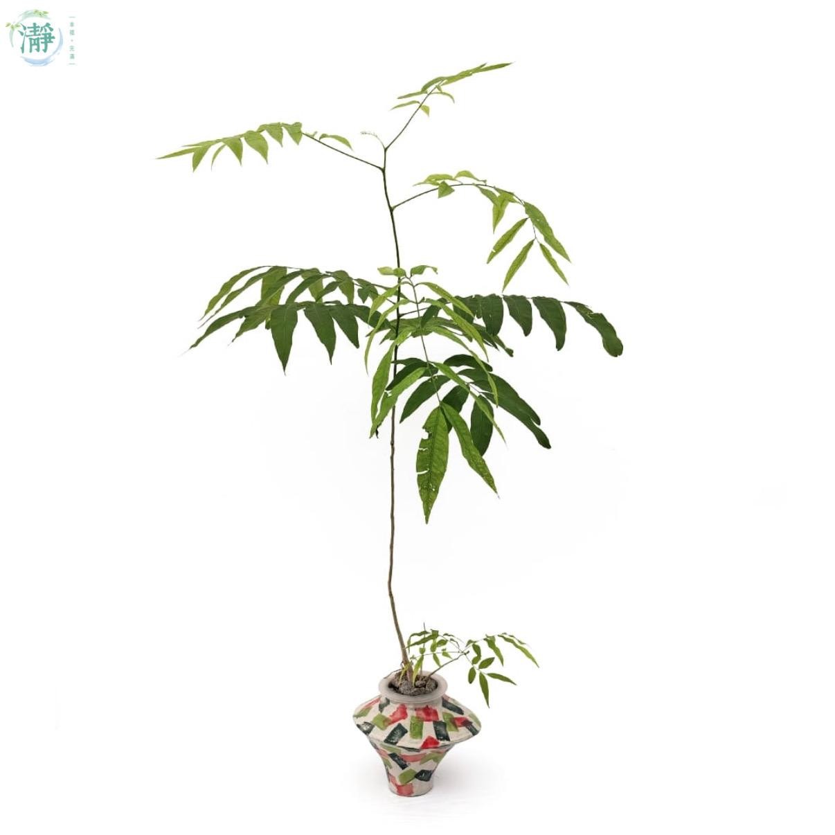 繁栄の木 Pickup 全ての商品 – 植物家族
