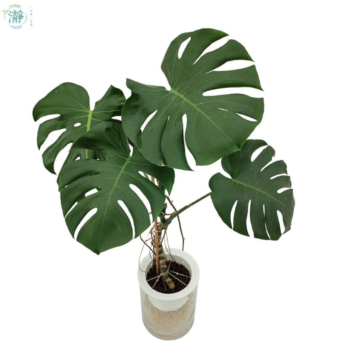 Philodendron Erubescens 'Black Cardinal' Variegated (313W16)  Next World  Exotics