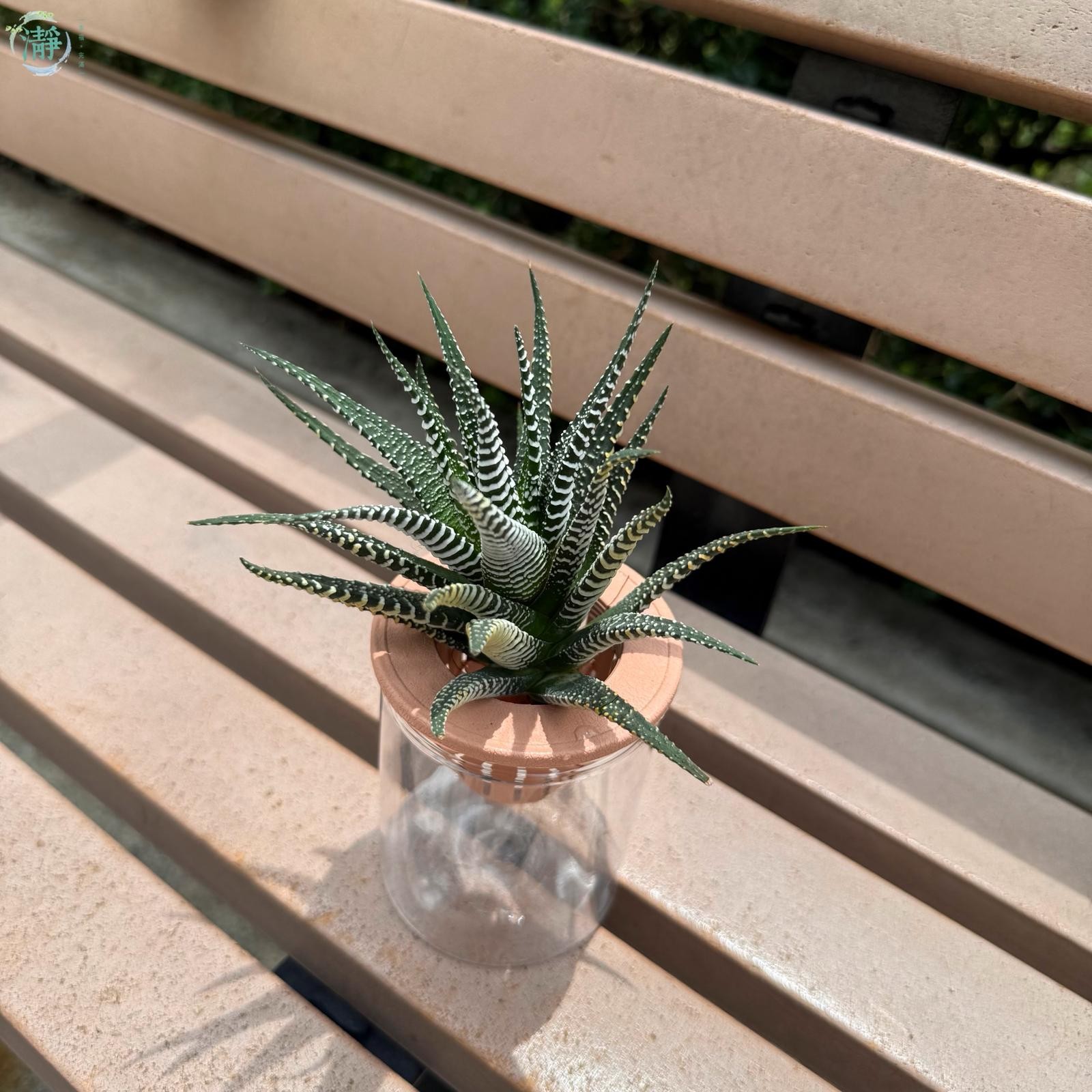 水種植物專門店水種植物塊根多肉植物十二之卷耐蔭多肉植物