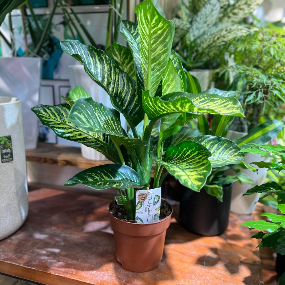 荷蘭萬年青【荷蘭直送】| 繽紛Brighten Mall