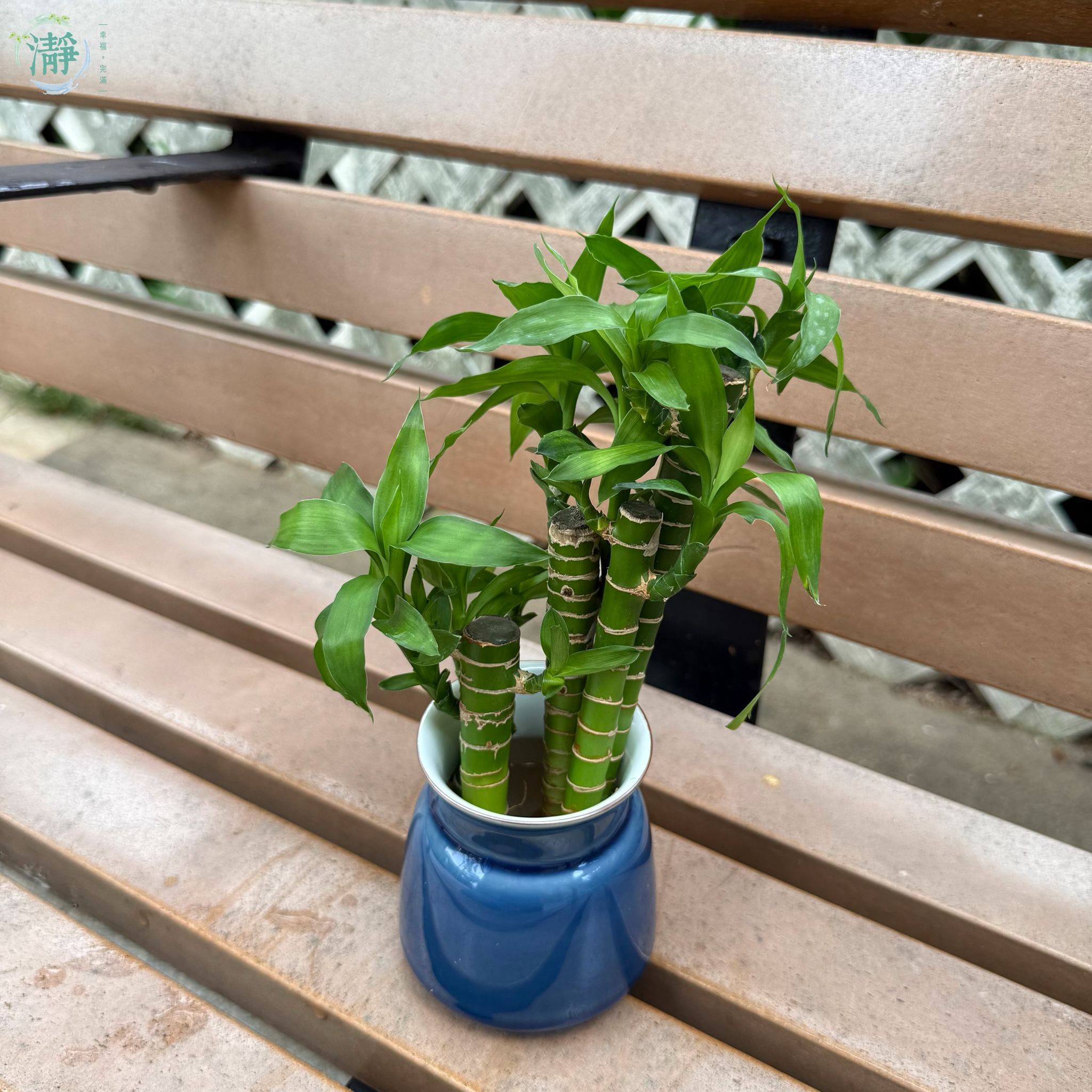 水種植物專門店水種植物富貴竹富貴竹套裝配玉壺青瓷