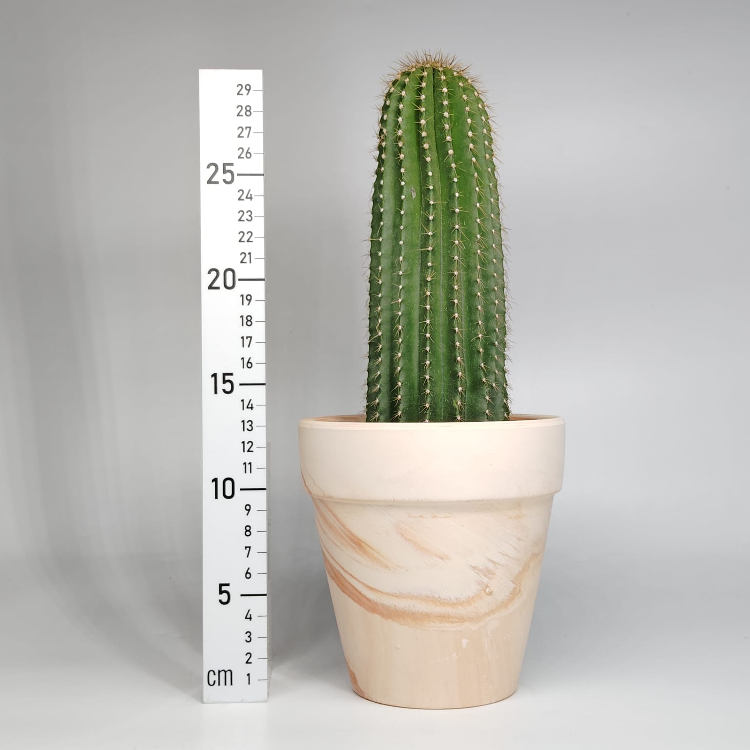 仙人掌拼盆龍鳳柱| 繽紛Brighten Mall