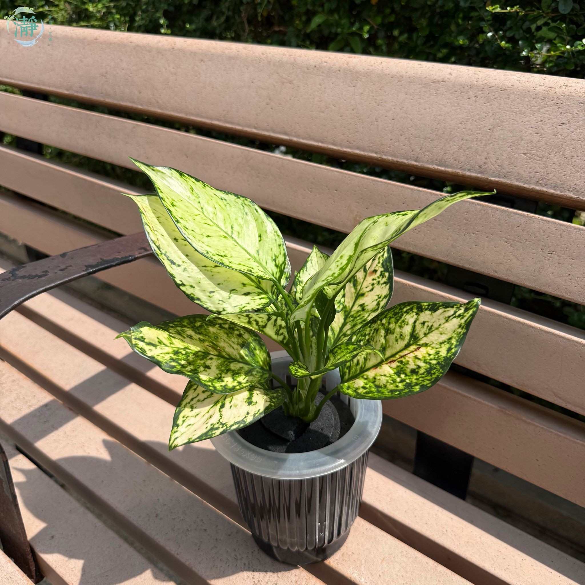 水種植物專門店水種植物觀葉類萬年青如意綠萬年青