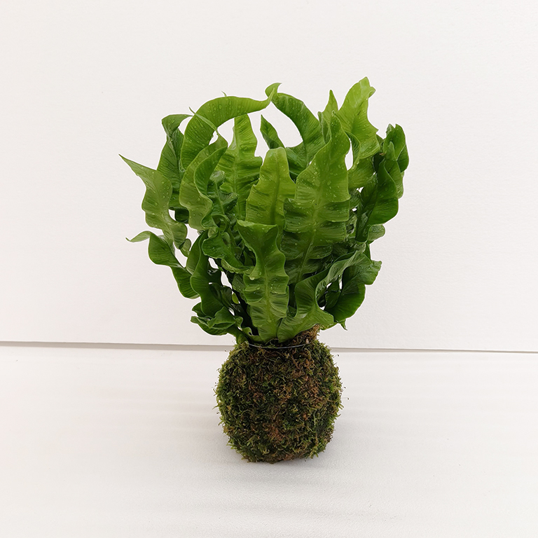 日式苔球 鳥巢蕨
